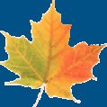 Graphic image: Autumn Leaf